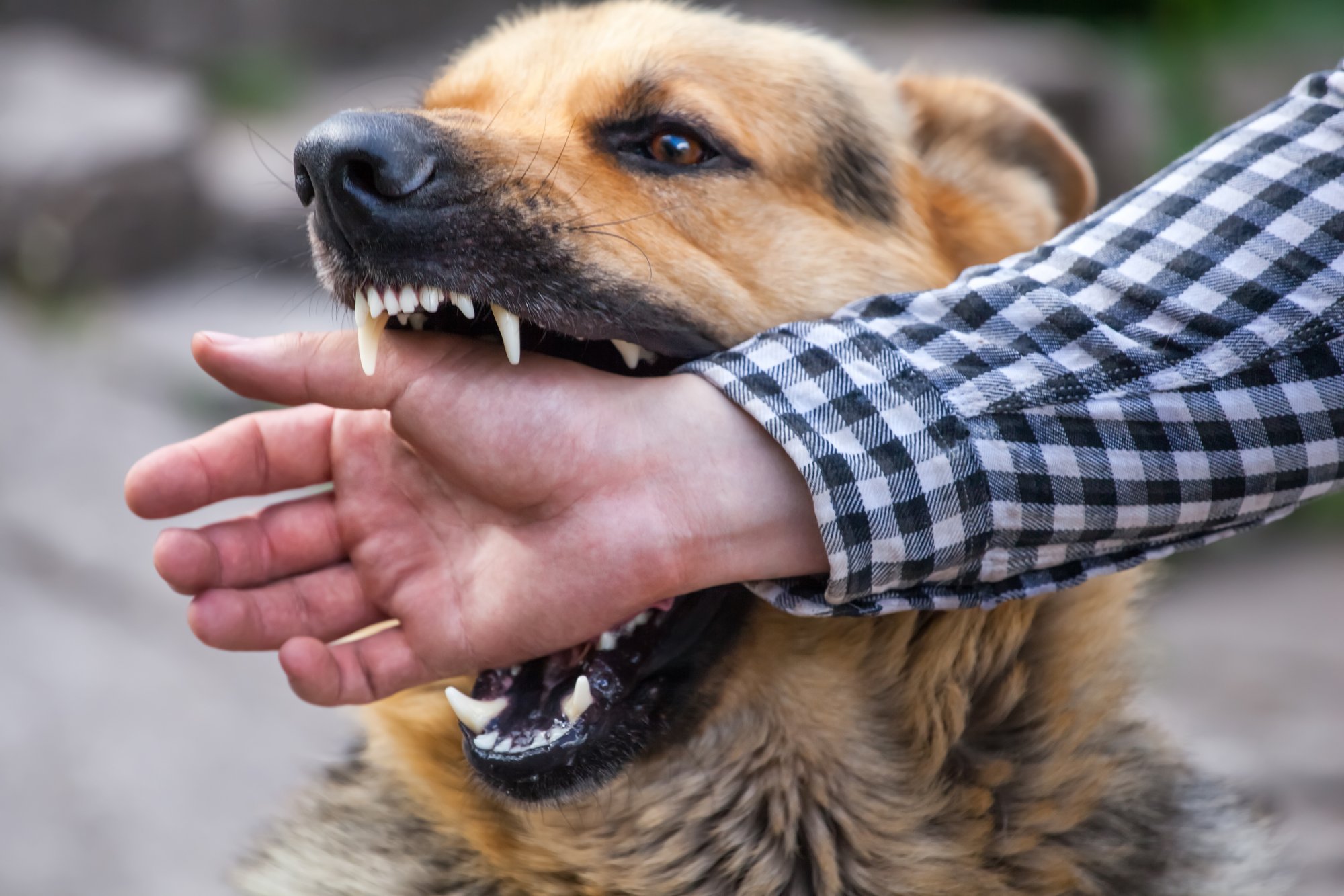St Louis Dog Bite Lawyer Dog Injury Attorney Missouri